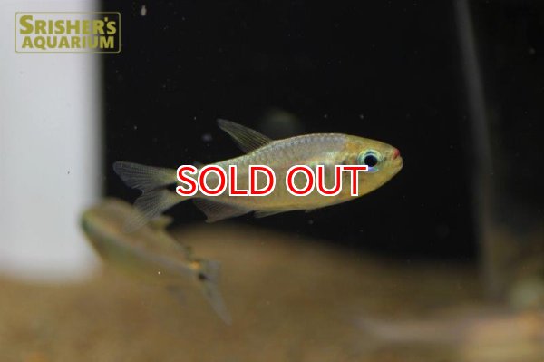 画像3: コギャルテトラ 　ウイラプル（Ｍoenkhausia Uirapuru） (3)