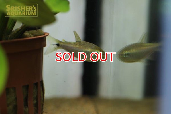 画像4: コギャルテトラ 　ウイラプル（Ｍoenkhausia Uirapuru） (4)