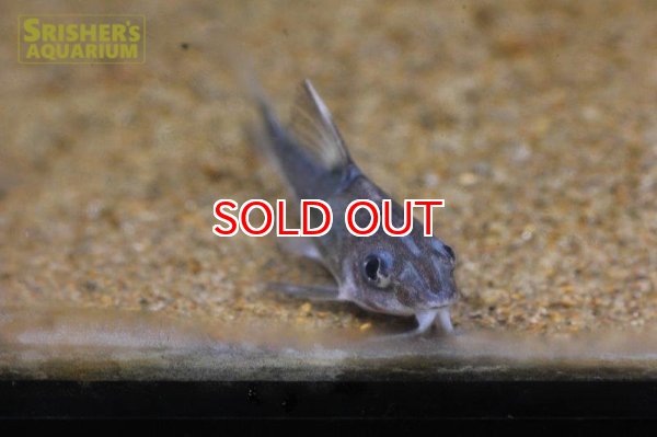 画像4: トラキドラス　スタインダックネリィ (4)