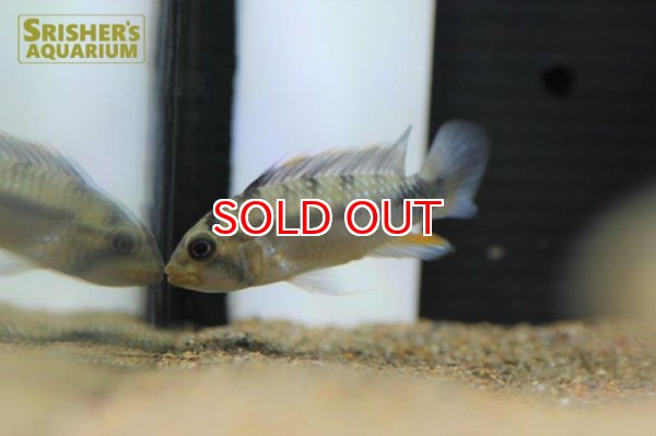 画像2: アピストグラマ　ロシタエ　(ブリード) (ペア) (2)