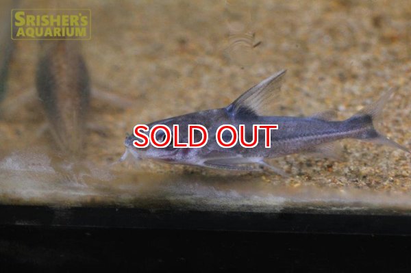 画像2: トラキドラス　スタインダックネリィ (2)