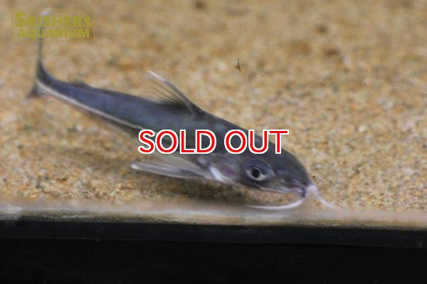 画像4: ネマドラス　エロンガータス (4)