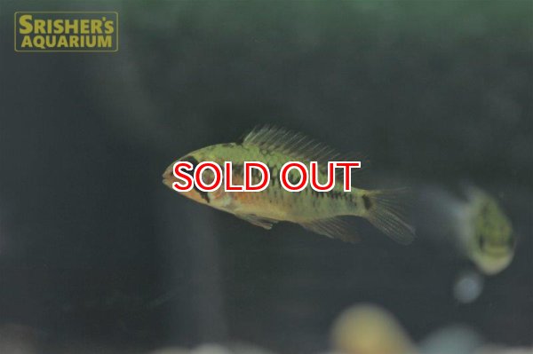 画像5: アピストグラマ　ヴィエジタ　エクストリームレッド　(ブリード) (ペア) (5)