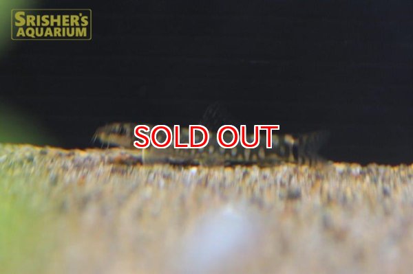 画像2: ダイヤモンドローチ (2)