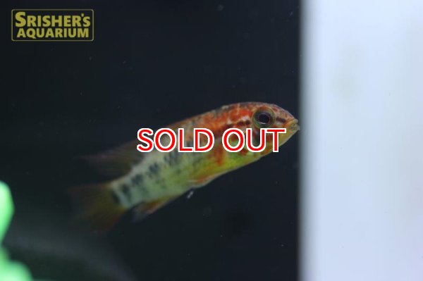 画像4: アピストグラマ　ヴィエジタ　エクストリームレッド　(ブリード) (ペア) (4)