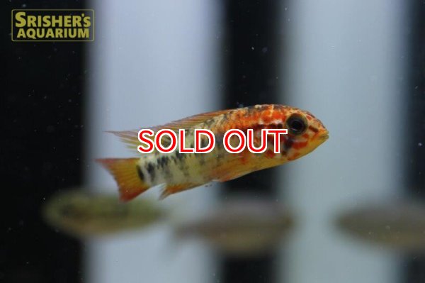 画像3: アピストグラマ　ヴィエジタ　エクストリームレッド　(ブリード) (ペア) (3)