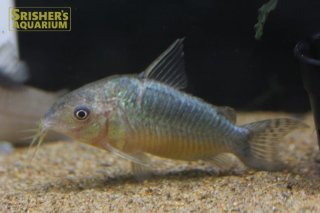 こりどらす コリドラス・レティキュラータス<熱帯魚解説> | AQUALASSIC