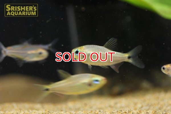 画像2: コギャルテトラ 　ウイラプル（Ｍoenkhausia Uirapuru） (2)