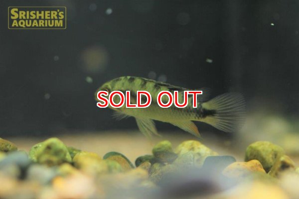 画像3: アピストグラマ　ロシタエ　(ブリード) (ペア) (3)