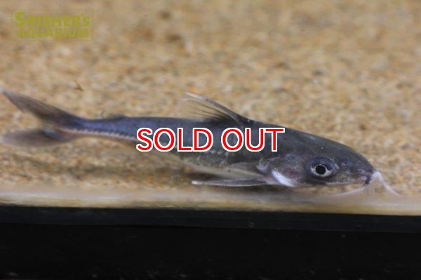 画像3: ネマドラス　エロンガータス (3)