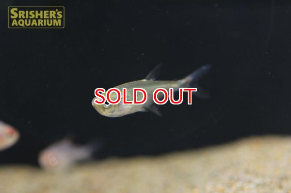 画像3: アロワナテトラ（ペルー） (3)