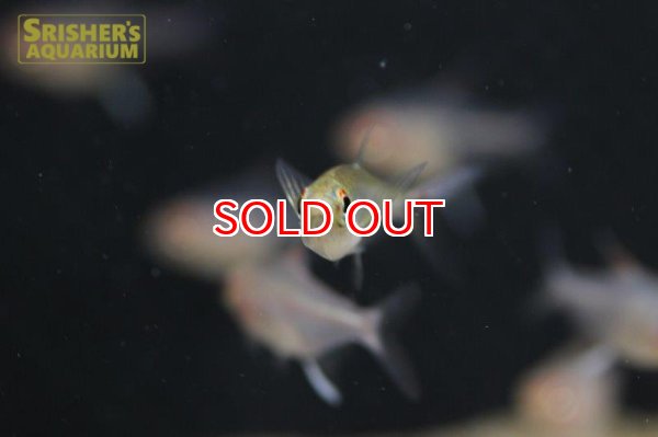 画像2: アロワナテトラ（ペルー） (2)