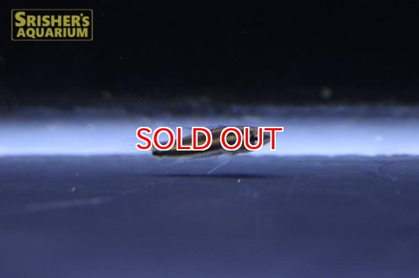 画像4: リコリスグラミー (4)