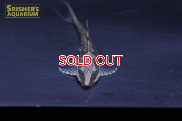 画像2: ロイヤルファロエラ（ワイルド） (2)