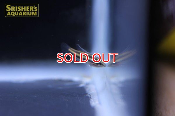 画像5: リコリスグラミー (5)