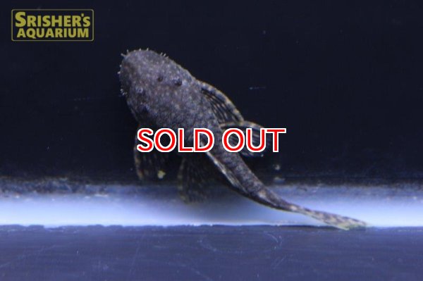 画像2: ブッシーマウス（パンタナル） (2)