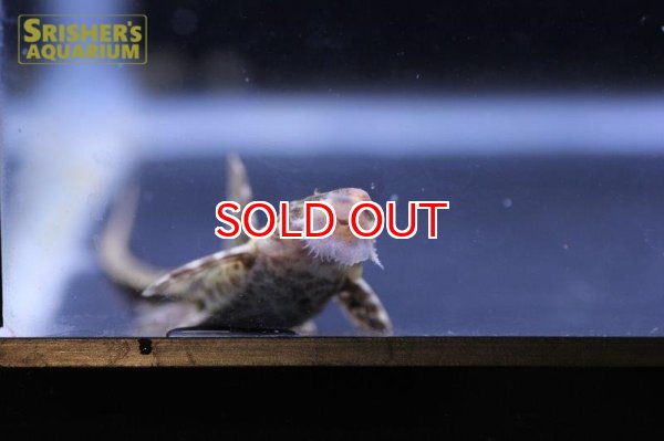 画像5: リネロリカリア　ランケオラータ（パンタナル） (5)