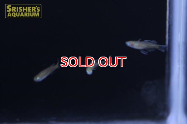 画像4: バタフライレインボー (4)