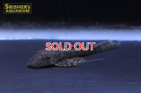 画像3: ブッシーマウス（パンタナル） (3)