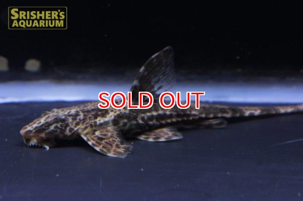 画像2: リネロリカリア　ランケオラータ（パンタナル） (2)