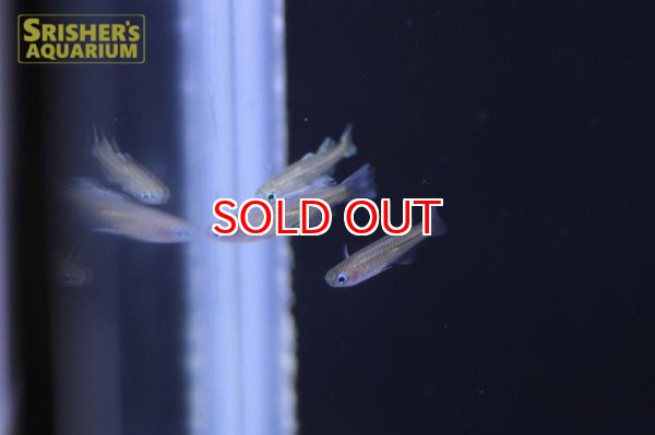 画像3: バタフライレインボー (3)