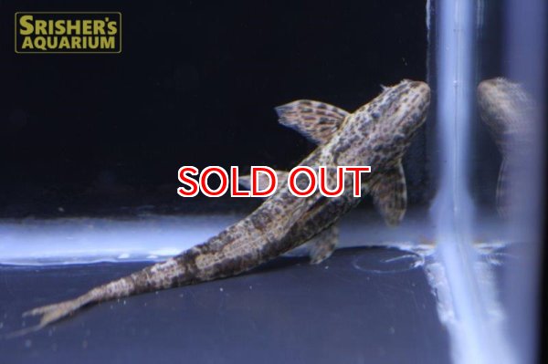 画像3: リネロリカリア　ランケオラータ（パンタナル） (3)