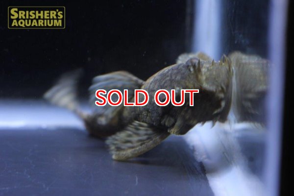 画像5: ブッシープレコ（コロンビア） (5)