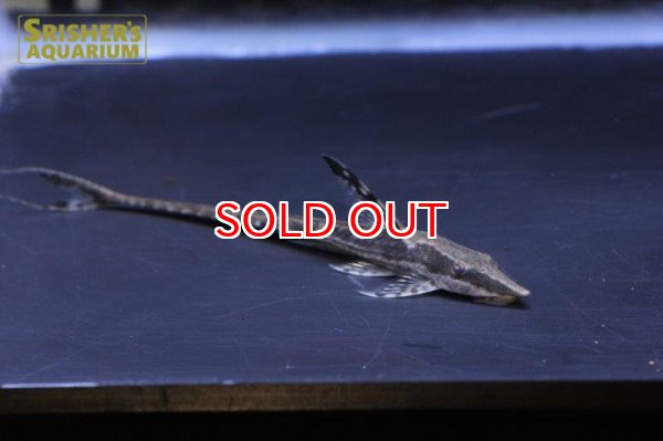 画像3: ロイヤルファロエラ（ワイルド） (3)