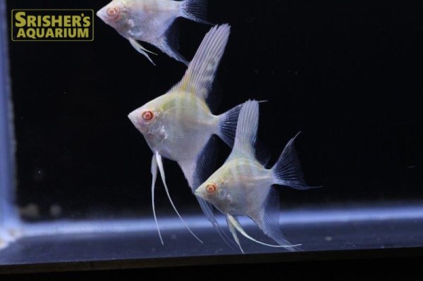 画像2: アルビノペルーアルタムエンゼル (2)