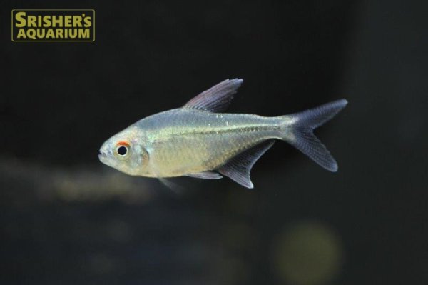 画像6: ダイヤモンドテトラ（ブリード） (6)