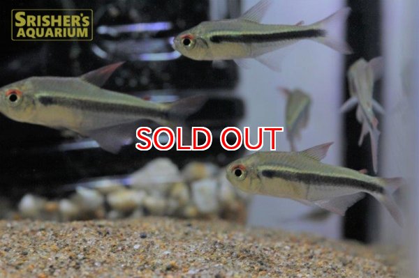 画像2: ペルビアンカイザーテトラ (2)