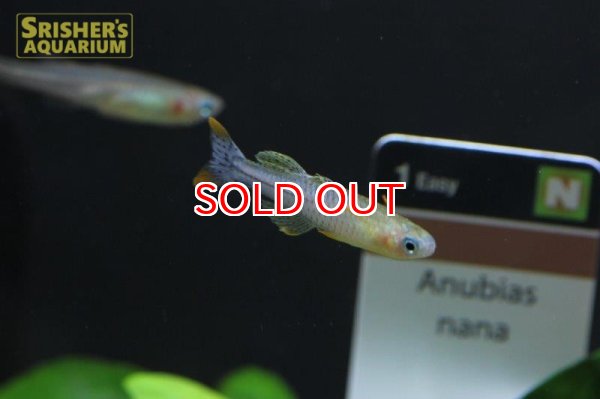 画像2: バタフライレインボー　アルーII（ペア） (2)