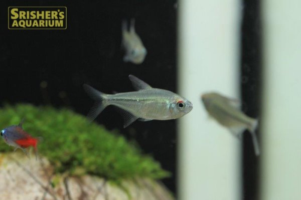 画像5: ダイヤモンドテトラ（ブリード） (5)