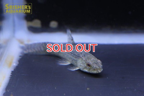 画像2: ホーリー （ペルー）（ナナイ） (2)