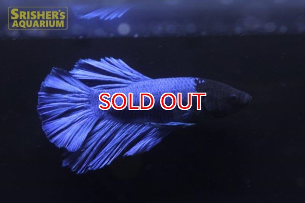 画像2: スーパーデルタ ベタ オス (2) (2)