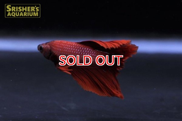 画像2: ハーフムーン ベタ オス (2) (2)