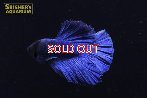 画像3: スーパーデルタ ベタ オス (2) (3)