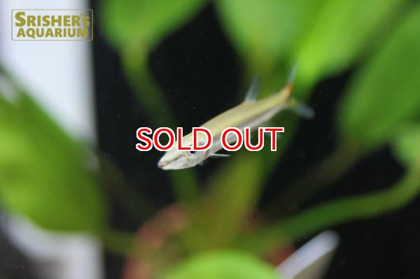 画像3: ストライプトーピードパイクカラシン (3)