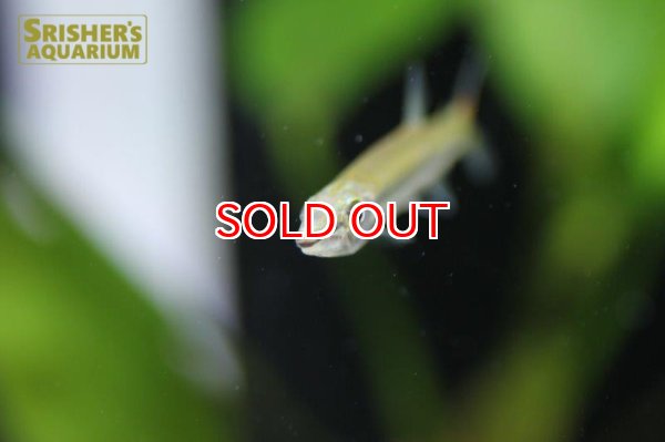 画像4: ストライプトーピードパイクカラシン (4)