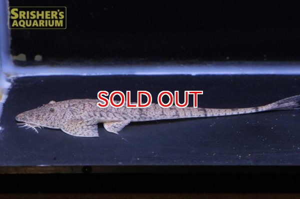 画像2: ツチノコロリカリア（M) (2)