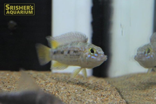 画像2: アピストグラマ　オルテガイ　AMPIYACU WILD (ペア) (2)