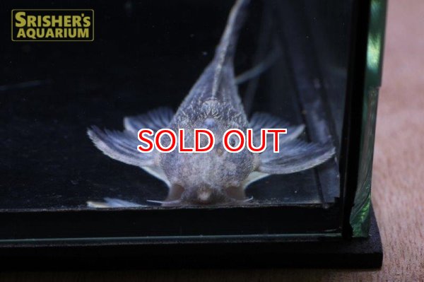 画像5: アカリエスピーニョ　シングーアルタミラ (5)