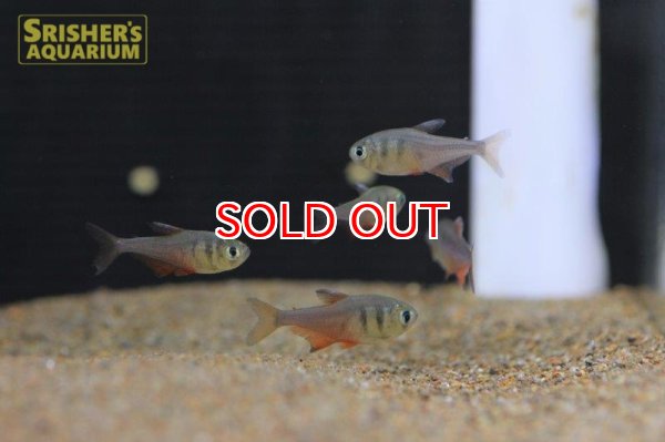 画像4: フレームテトラ WILD (4)