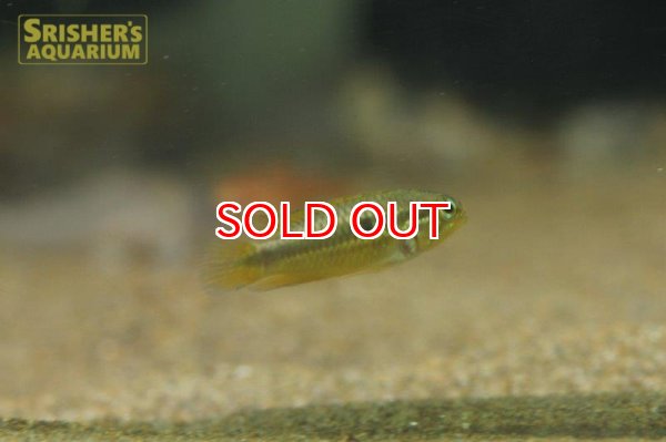 画像2: アピストグラマ　アガシジー　カレイロ　ワイルド (ペア) (2)