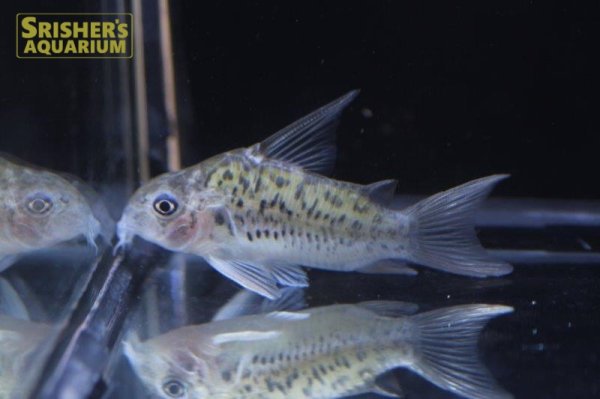 画像3: コリドラス　オガワエ（ブラジル） (3)