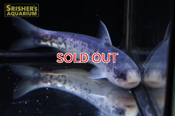 画像4: メタリックブルーカンディル　 (4)