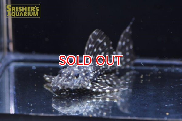 画像2: ムスタングトリムプレコ　アレンカー北岸クルア (2)