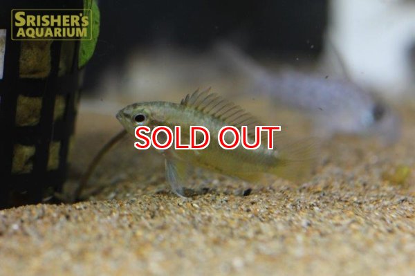 画像3: アピストグラマ　トリファスキアータ　ピメンタブエノ　ワイルド　 (ペア) (3)