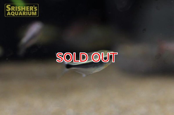 画像4: カイアポーテトラ (4)