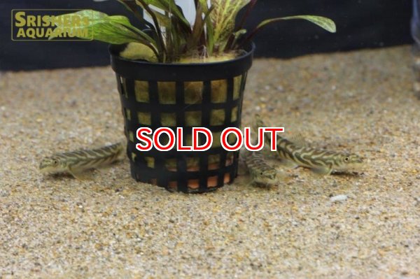 画像2: ゾディアックローチ (2)